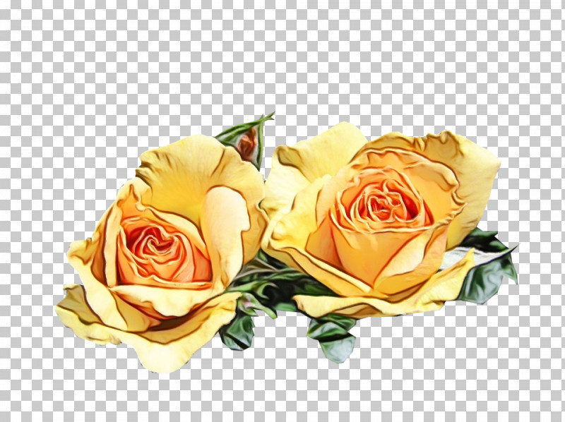 Floral Design PNG, Clipart, Cabbage Rose, Cut Flowers, Floral Design, Flower, Flower Bouquet Free PNG Download