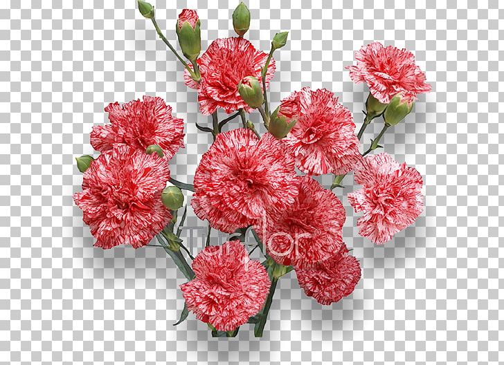 Carnation Flower Stock Photography PNG, Clipart, Artificial Flower, Blossom, Burgundy, Carnation, Cut Flowers Free PNG Download