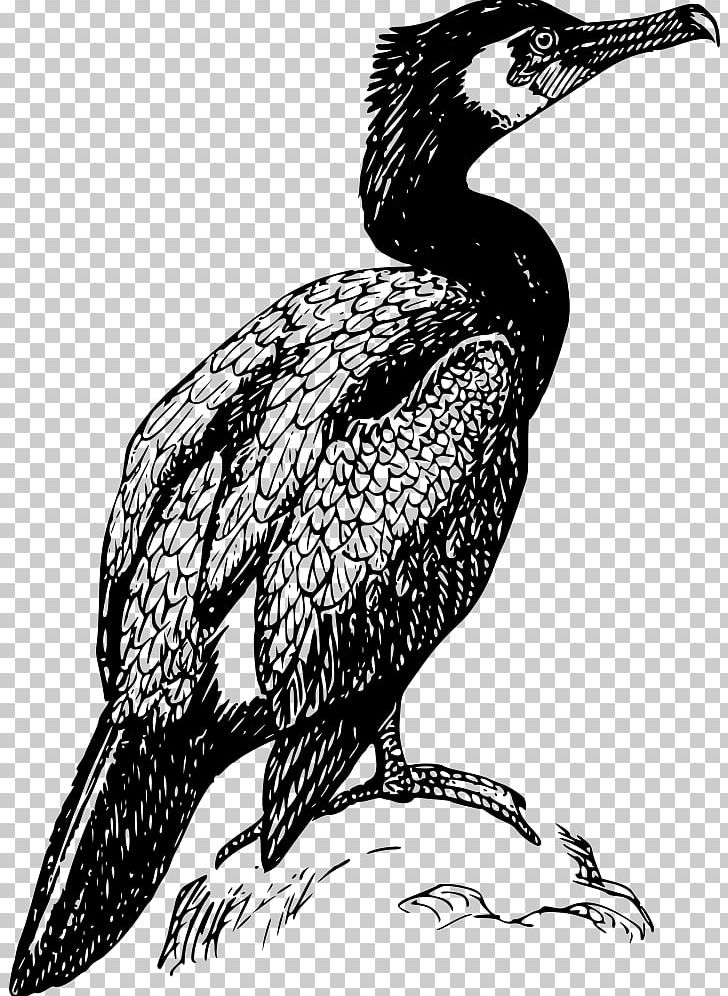 Double-crested Cormorant Drawing Bird PNG, Clipart,  Free PNG Download