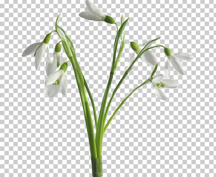 Flower Snowdrop Desktop Tulip PNG, Clipart, Color, Cut Flowers, Desktop Wallpaper, Flower, Flowering Plant Free PNG Download