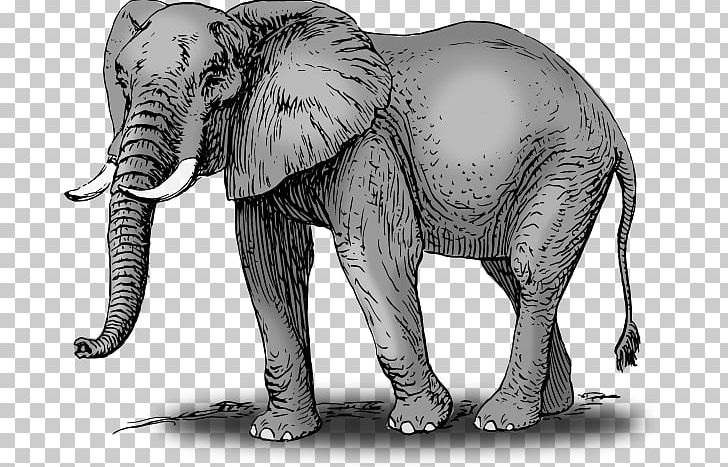 African Bush Elephant Asian Elephant PNG, Clipart, Afr, African Elephant, African Forest Elephant, Art, Asian Elephant Free PNG Download