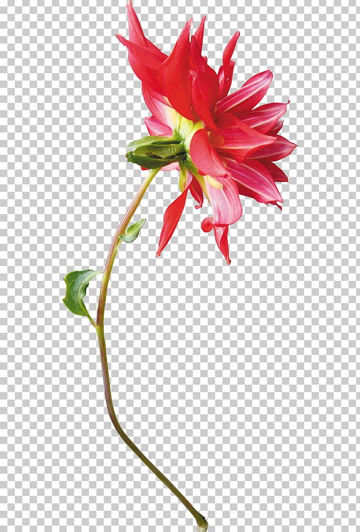 Floral Design Cut Flowers Dahlia Flowerpot PNG, Clipart, Artificial Flower, Dahlia, Flowe, Flower, Flower Arranging Free PNG Download