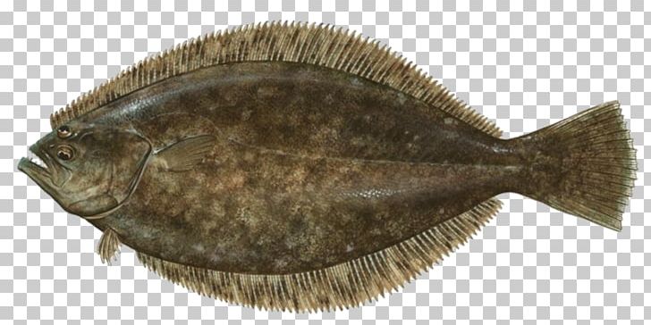 Summer Flounder Fishing Paralichthys Lethostigma PNG, Clipart, Bake Fish, Bony Fish, Bottom Feeder, Fauna, Fish Free PNG Download