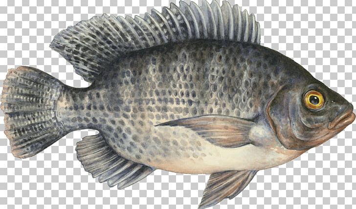 Tilapia Seafood Watch Fish Farming PNG, Clipart, Alaska Pollock, Animals, Atlantic Cod, Cod, Fauna Free PNG Download