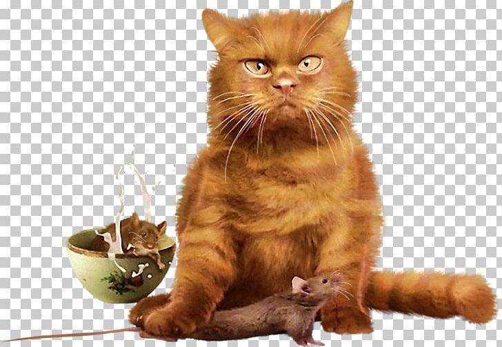 Cat PNG, Clipart, Animal, Animals, Animal Track, Asian, Carnivoran Free PNG Download