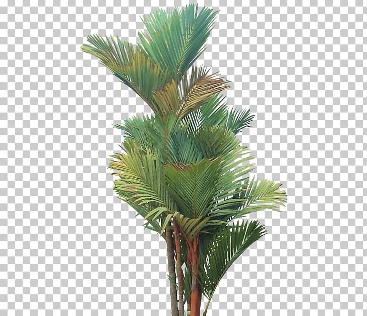 Cyrtostachys Renda Tree Hyophorbe Lagenicaulis Wodyetia PNG, Clipart, Arecaceae, Arecales, Areca Nut, Attalea Speciosa, Borassus Flabellifer Free PNG Download