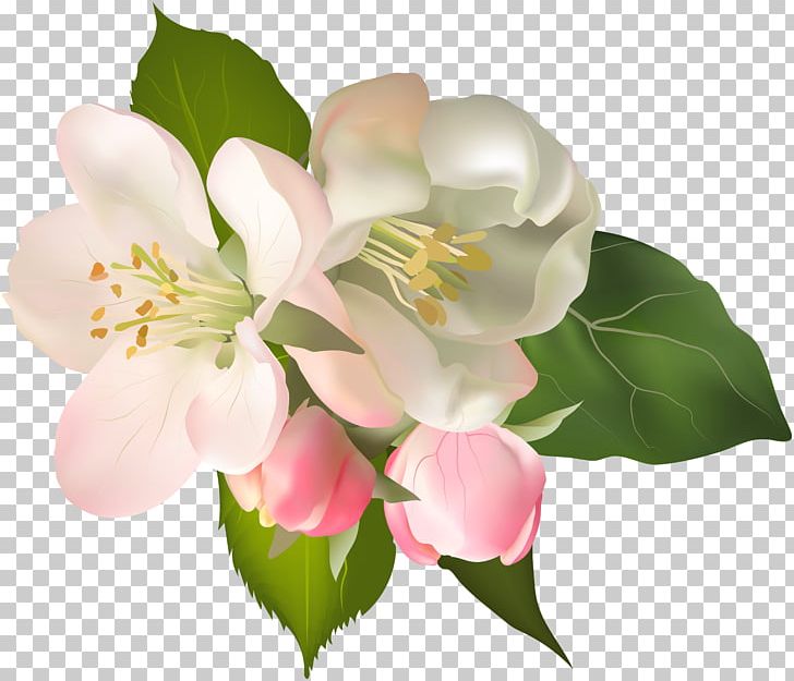 Floral Design Wisgoon Flower PNG, Clipart, Blossom, Branch, Clipart, Clip Art, Cut Flowers Free PNG Download