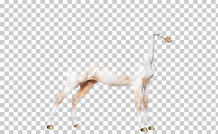 Mane Mustang Foal Stallion Mare PNG, Clipart, Animal Figure, Foal, Halter, Horse, Horse Like Mammal Free PNG Download