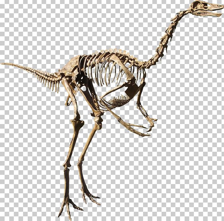 Struthiomimus Dinosaur Provincial Park Rocky Mountain Dinosaur Resource Center Gallimimus Archaeornithomimus PNG, Clipart, Animals, Archaeornithomimus, Carnivoran, Dinosaur, Dinosaur Provincial Park Free PNG Download