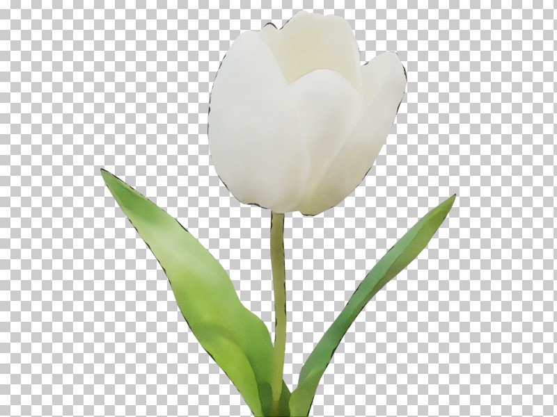 Tulip Plant Stem Cut Flowers Bud Petal PNG, Clipart, Biology, Bud, Cut Flowers, Flower, Paint Free PNG Download