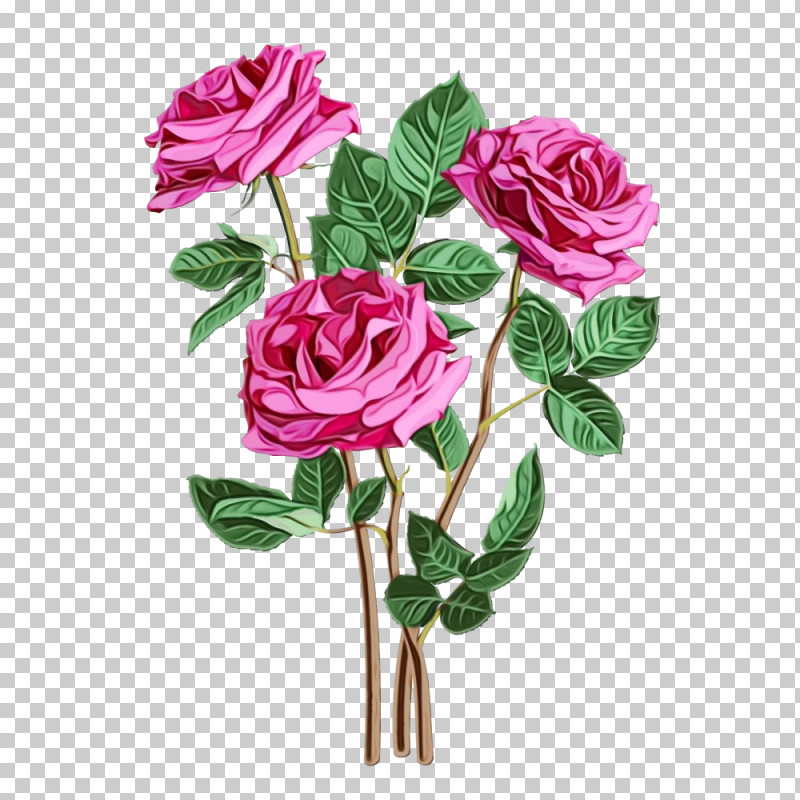 Garden Roses PNG, Clipart, Cut Flowers, Floribunda, Flower, Garden Roses, Paint Free PNG Download