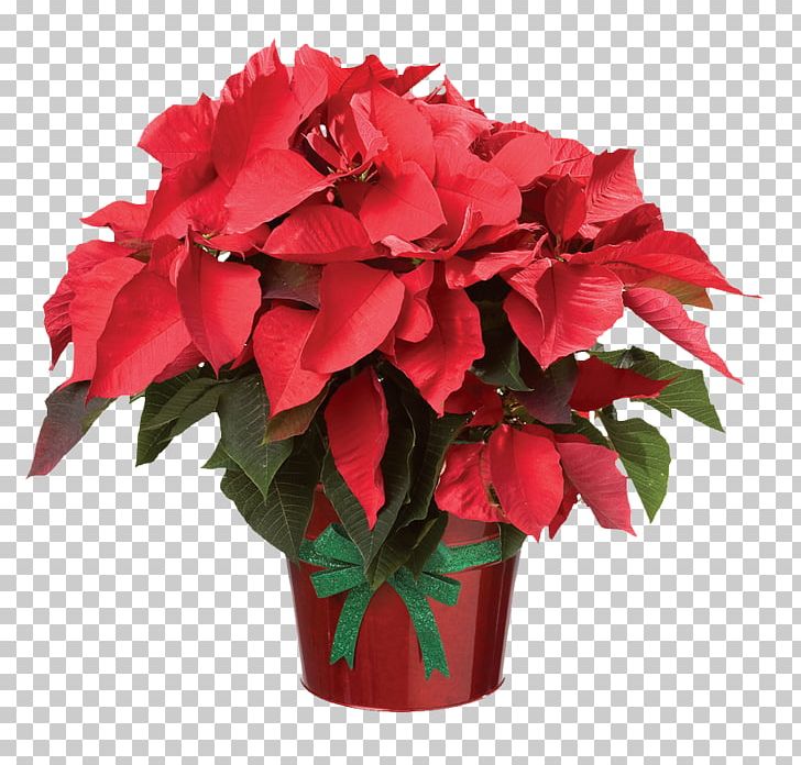 Poinsettia Flower Christmas PNG, Clipart, Annual Plant, Art, Begonia, Christmas, Cut Flowers Free PNG Download