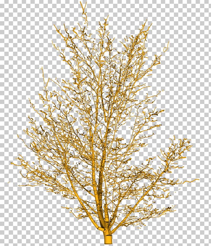 Tree Branch Yellow Shrub PNG, Clipart, Branch, Deciduous, Diagram, Maple, Mathematical Model Free PNG Download