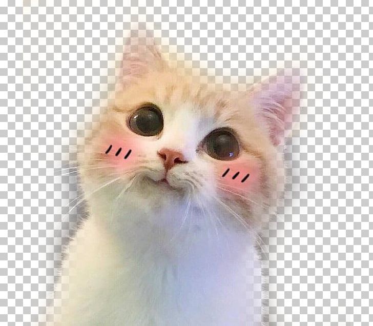 Cat Cuteness Sticker Facial Expression PNG, Clipart, Acting, Acting Cute, Aegean Cat, American Wirehair, Animals Free PNG Download