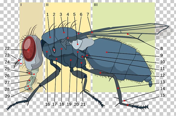 Housefly Insect Anatomy Brachycera Metathorax PNG, Clipart, Anatomy, Animals, Arthropod, Brachycera, Encyclopedia Of Life Free PNG Download