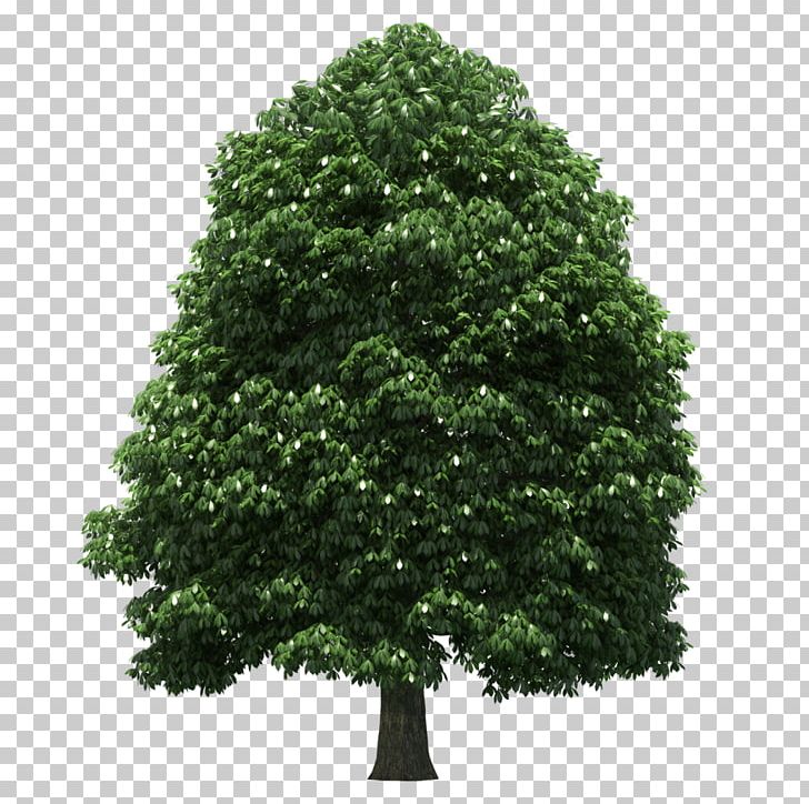 Rhinoceros 3D Tree Rendering PNG, Clipart, 3d Computer Graphics, 3d Modeling, Acer Palmatum, Computer Graphics, Evergreen Free PNG Download