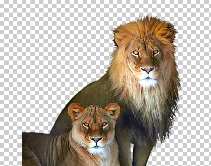 White Lion Rosamond Gifford Zoo Tiger PNG, Clipart, Animal, Animals, Aslan, Aslanlar, Aslan Resimleri Free PNG Download