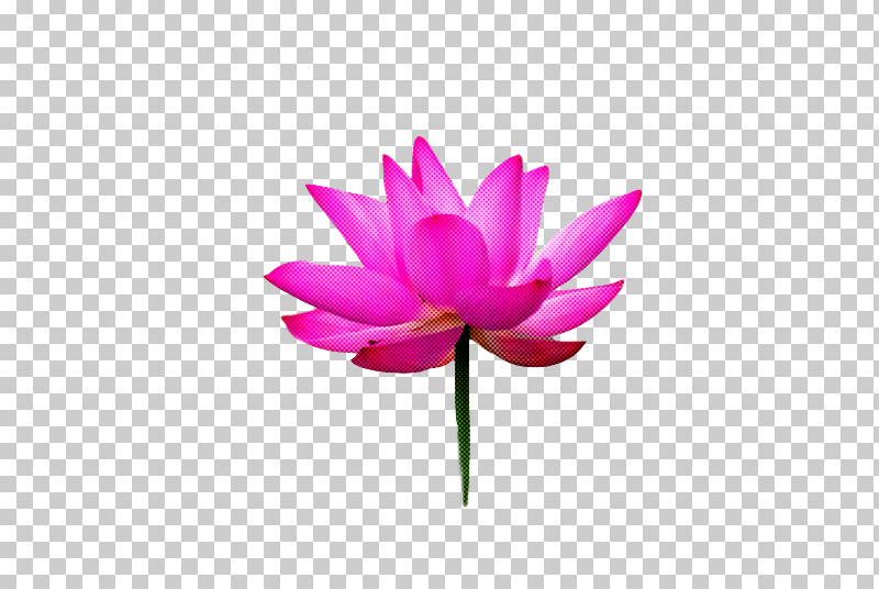Lotus PNG, Clipart, Blackandwhite Photography, Color, Drawing, Lotus, Pink Free PNG Download