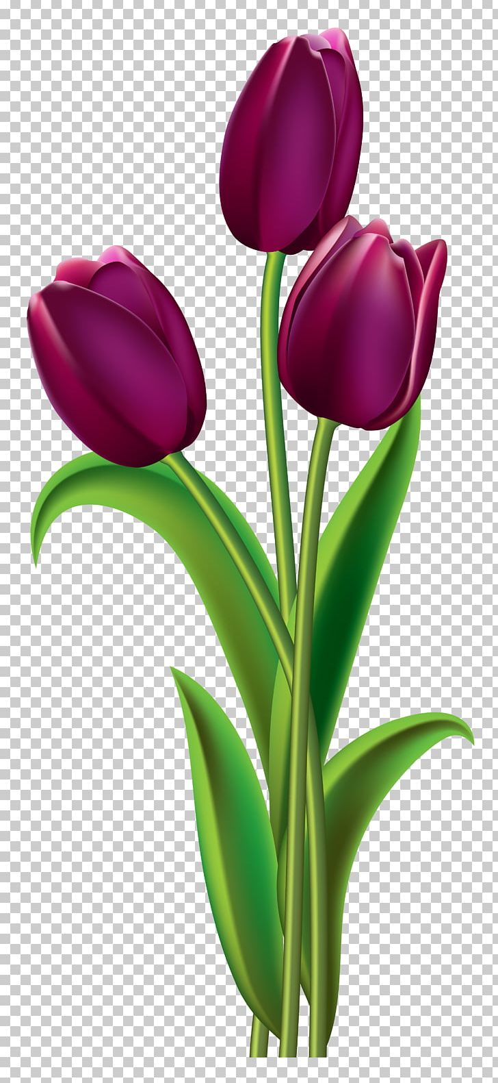 Indira Gandhi Memorial Tulip Garden Red PNG, Clipart, Blue, Bud, Clip Art, Cut Flowers, Desktop Wallpaper Free PNG Download