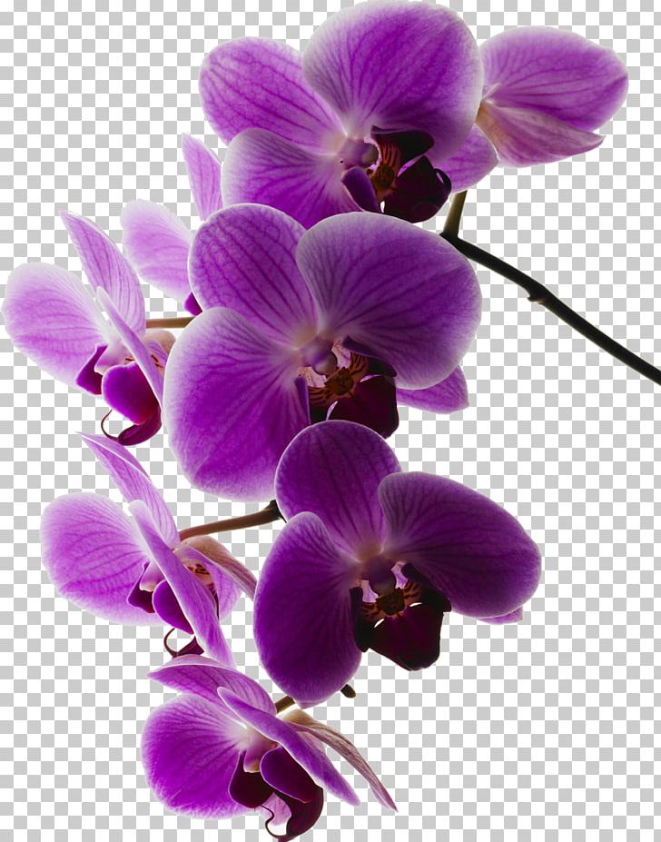 Moth Orchids Art.com PNG, Clipart, Allposterscom, Art, Artcom, Art Print, Canvas Free PNG Download