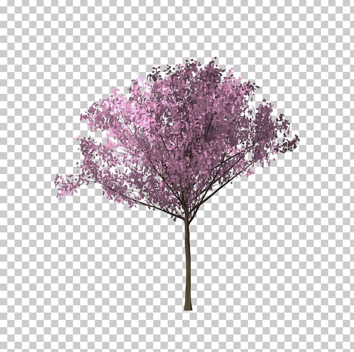 Tree Cherry Blossom PNG, Clipart, Blossom, Branch, Bunga, Cerasus, Cherry Free PNG Download
