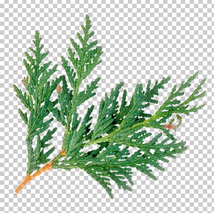 Arborvitae Cedar Wood Evergreen Juniperus Virginiana Western Red-cedar PNG, Clipart, Arborvitae, Botany, Branch, Cedar, Cedar Oil Free PNG Download