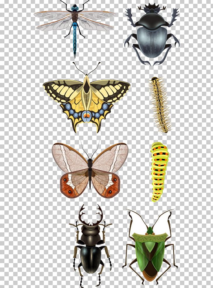 Beetle Vecteur Illustration PNG, Clipart, Animals, Arthropod, Balloon Cartoon, Bee, Beetle Free PNG Download