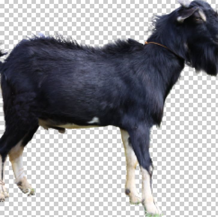 Jamnapari Goat Livestock Boer Goat Aqiqah Siap Saji Semarang (SunahAqiqoh.com) Limousin Cattle PNG, Clipart, Animal, Animal Husbandry, Animals, Aqiqah, Boer Goat Free PNG Download