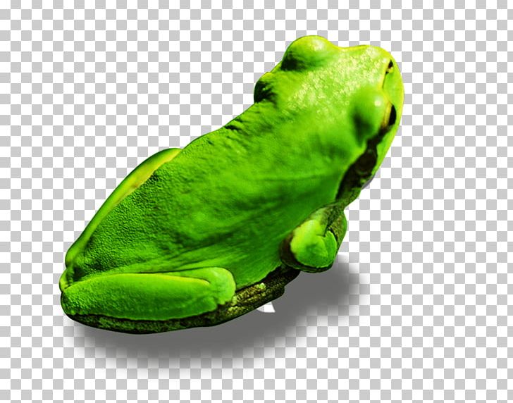 Kermit The Frog True Frog Tree Frog PNG, Clipart, Amphibian, Animals, Cartoon Frog, Cute Frog, Download Free PNG Download