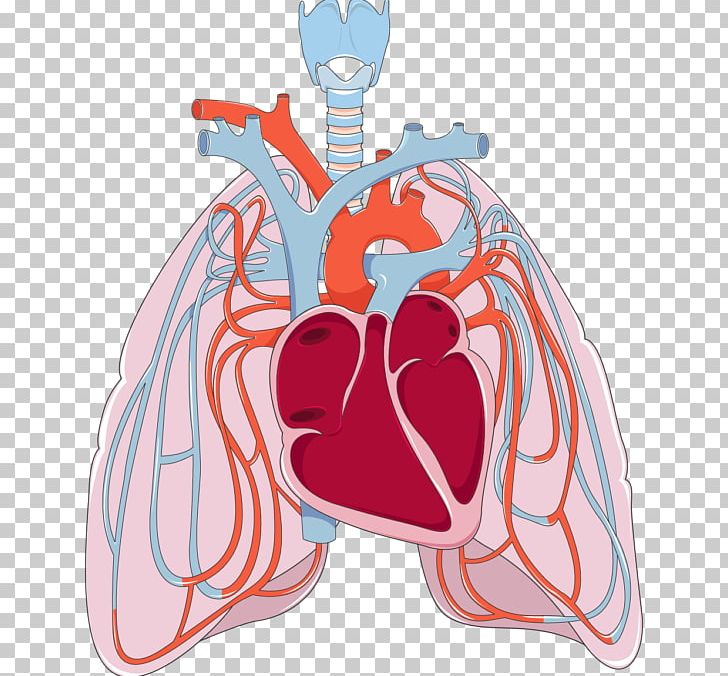 Lung Pulmonary Circulation Bronchus Disease Heart PNG, Clipart, Blood, Blood Vessel, Bronchial Artery, Bronchitis, Chronic Condition Free PNG Download