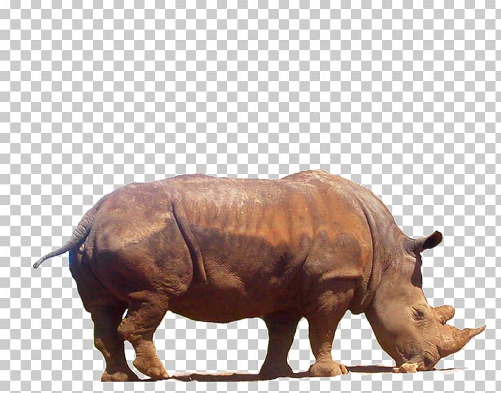 Rhinoceros 3D PNG, Clipart, Akitainu, Animals, Clipart, Clip Art, Computeraided Manufacturing Free PNG Download