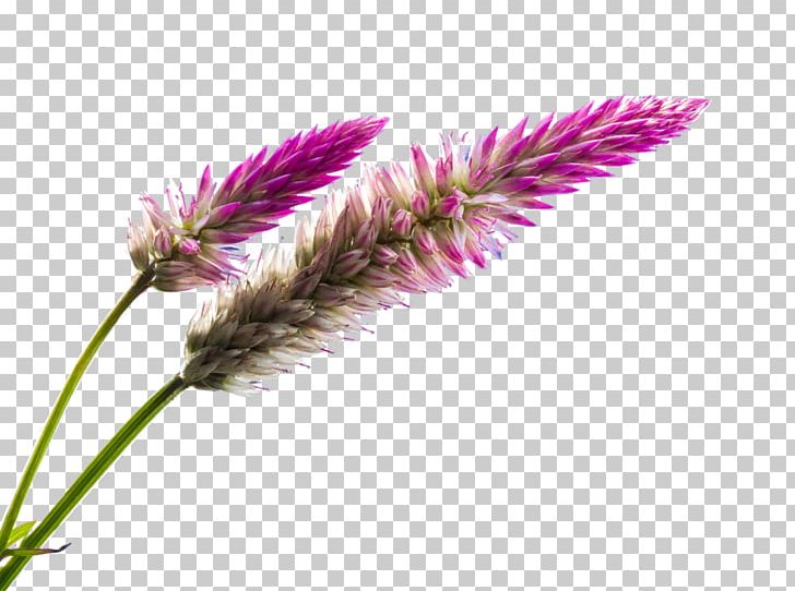 Wildflower Blossom PNG, Clipart, Blossom, Deviantart, Flower, Flowering Plant, Grass Free PNG Download