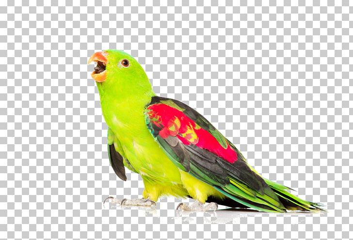 Bird Parakeet Red-winged Parrot Cockatiel Cockatoo PNG, Clipart, Animals, Beak, Bird, Bird Nest, Cockatiel Free PNG Download