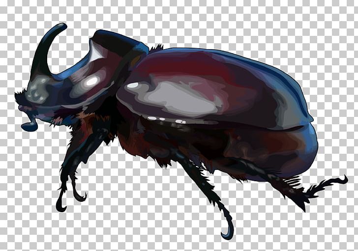 japanese rhinoceros beetle drawing