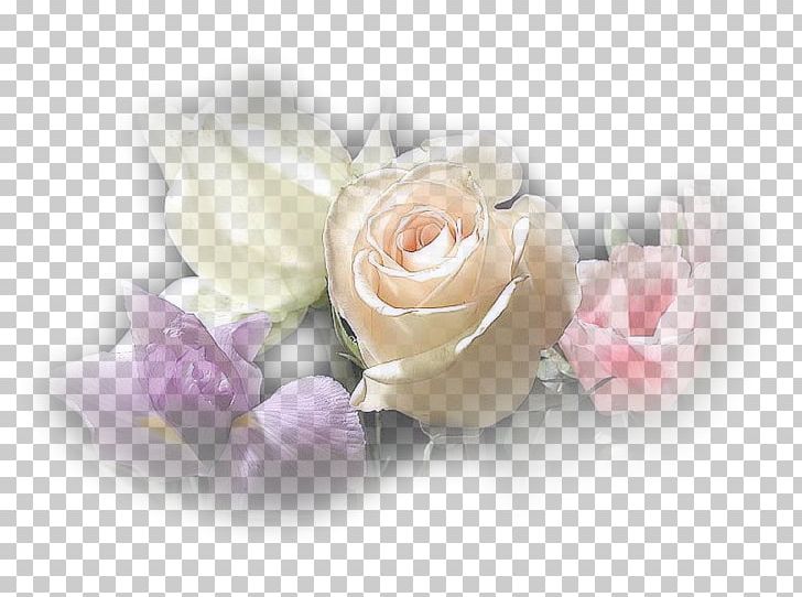 Garden Roses Dia PNG, Clipart, Com, Cut Flowers, Dia, Flower, Flowering Plant Free PNG Download