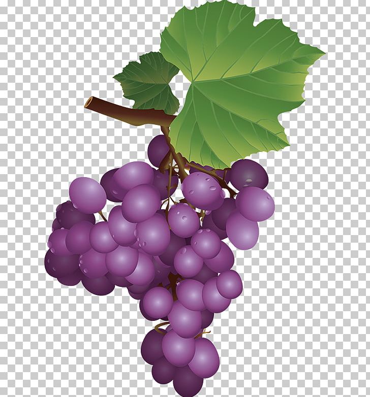 Sultana Grapevines Zante Currant Seedless Fruit PNG, Clipart, Dekor, Digital Image, Drawing, Flowering Plant, Food Free PNG Download