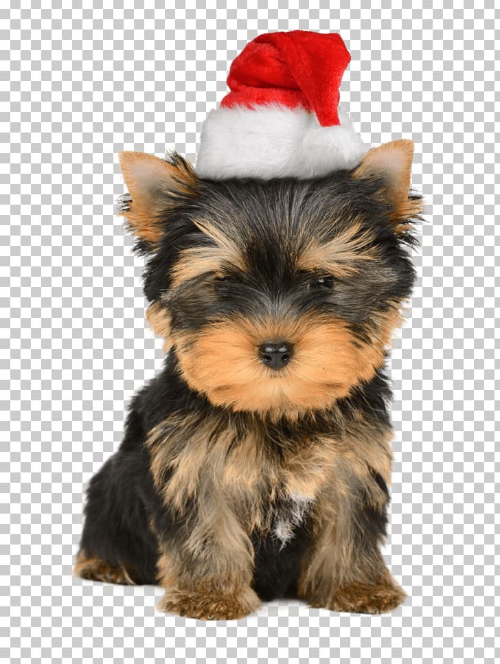 Yorkshire Terrier Puppy Santa Claus Christmas Card PNG, Clipart, Animals, Australian Silky Terrier, Australian Terrier, Carnivoran, Companion Dog Free PNG Download