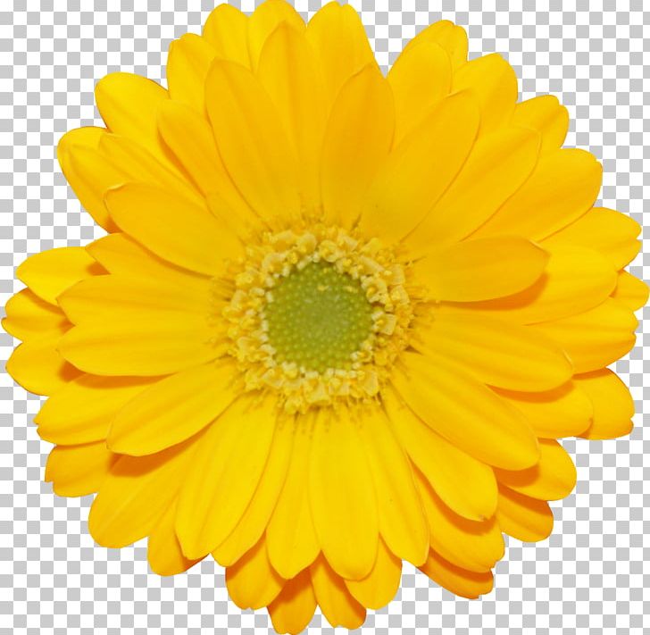 Calendula Officinalis Marigold Flower Transvaal Daisy Shellcraft PNG, Clipart, Annual Plant, Calendula, Calendula Officinalis, Chrysanthemum Coronarium, Chrysanths Free PNG Download