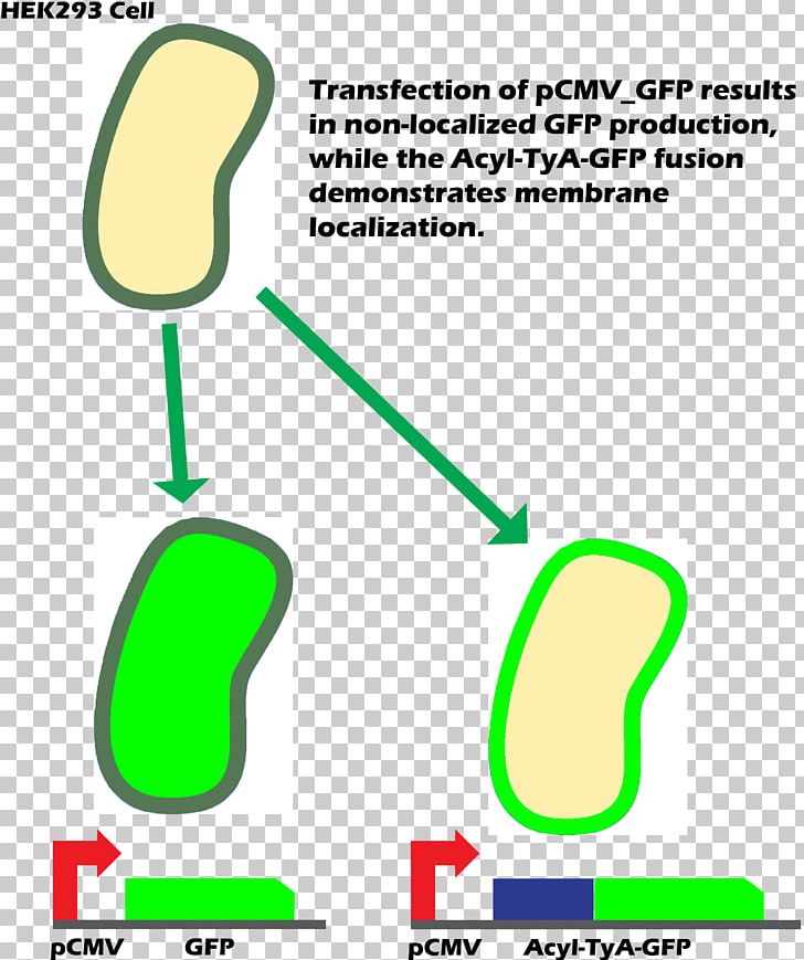 International Genetically Engineered Machine Green Fluorescent Protein Cell Membrane Staining PNG, Clipart, Angle, Area, Cell, Cell Fusion, Cell Membrane Free PNG Download