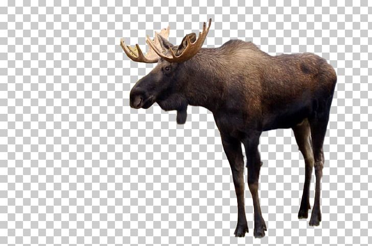 Moose Deer Horse Desktop PNG, Clipart, Animal, Animals, Antler, Blog, Bull Free PNG Download