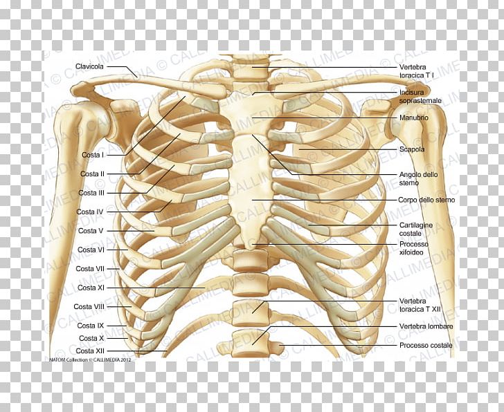 Rib Bone Anatomy