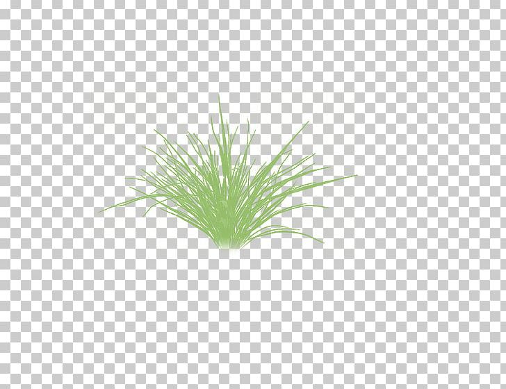 Green Grasses Aquarium Herb Plant Stem PNG, Clipart, Aquarium, Aquarium Decor, Grass, Grasses, Grass Family Free PNG Download