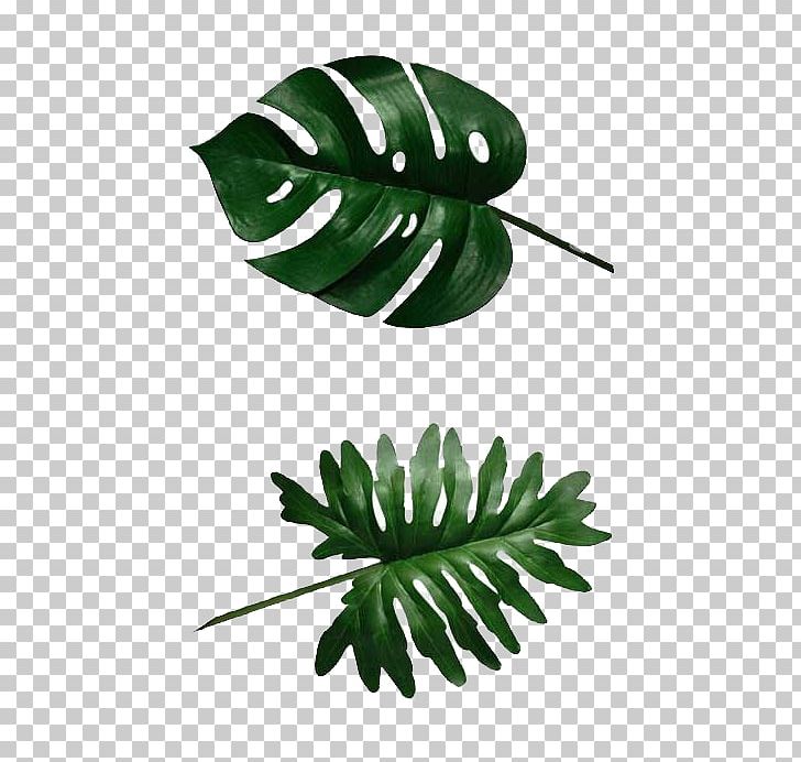 Swiss Cheese Plant Banana Leaf Philodendron PNG, Clipart, Art, Autumn Leaf,  Cartoon, Child, Clothing Free PNG