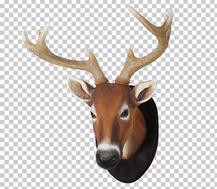 White-tailed Deer Reindeer Elk Antler PNG, Clipart, Animal, Animals, Antler, Deer, Elk Free PNG Download