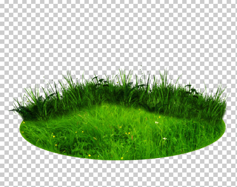 Grass Green Lawn Plant Grass Family PNG, Clipart, Grass, Grass Family, Green, Herb, Lawn Free PNG Download