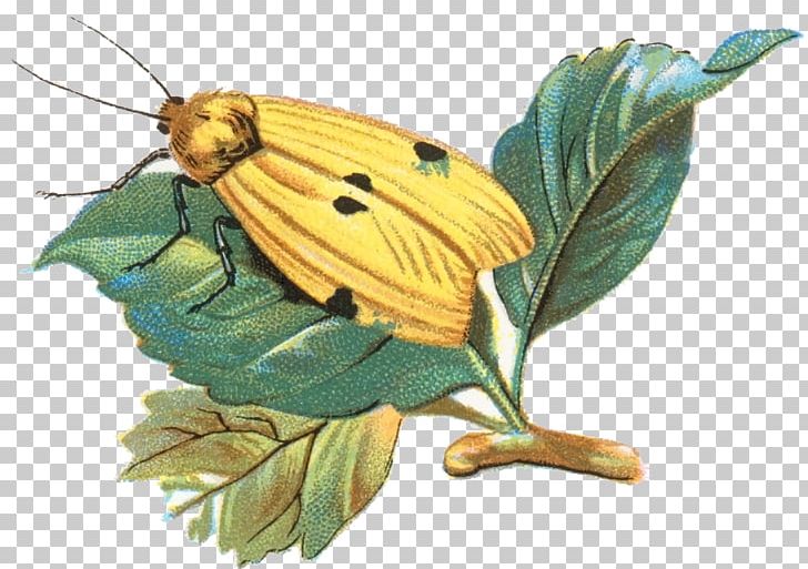Butterfly Insect Pieridae Moth Lithosia Quadra PNG, Clipart, 27 October, Animal, Arctiidae, Brush Footed Butterfly, Butterflies And Moths Free PNG Download