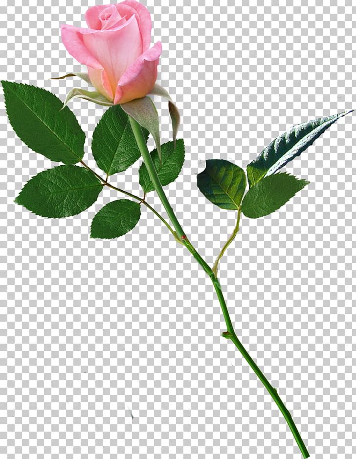 Garden Roses Centifolia Roses Flower Love PNG, Clipart, Branch, Bud, Centifolia Roses, Computer Icons, Desktop Wallpaper Free PNG Download