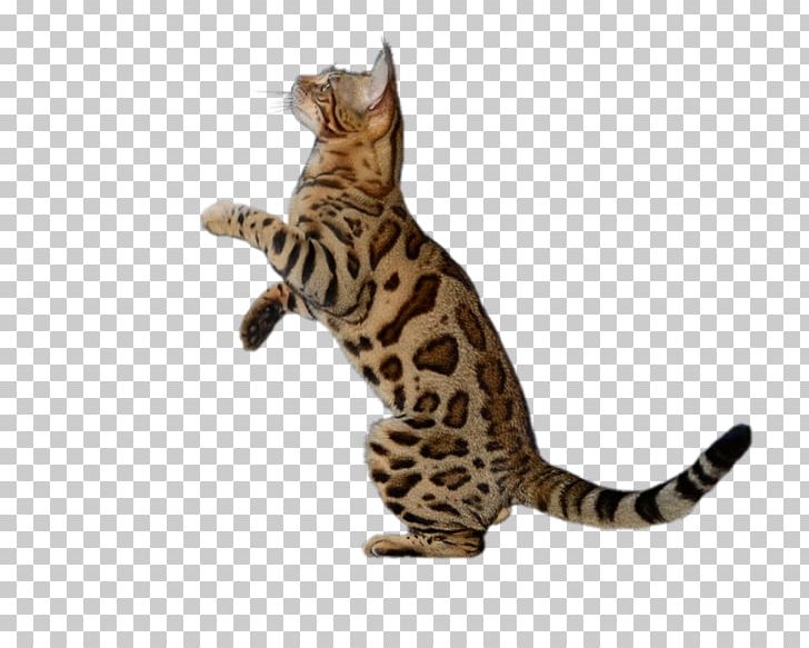 Bengal Cat California Spangled Sokoke Toyger Dragon Li PNG, Clipart, Animal, Animals, Bengal, Carnivoran, Cat Free PNG Download