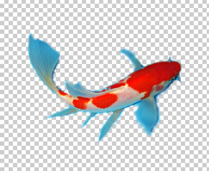 Butterfly Koi Bony Fishes Fish Anatomy PNG, Clipart, Anatomy, Animals, Bony Fishes, Butterfly Koi, Care For Your Goldfish Free PNG Download