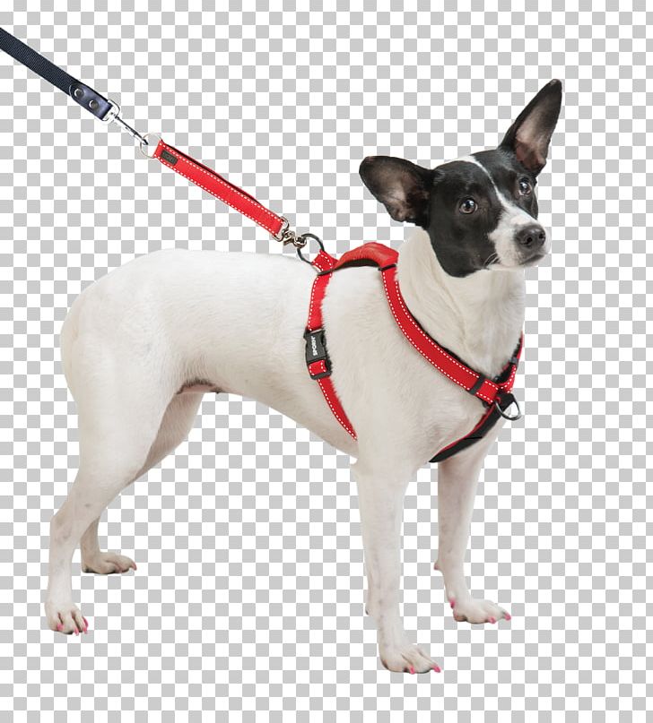 Dog Breed Toy Fox Terrier Miniature Fox Terrier Dog Harness Rat Terrier PNG, Clipart, Collar, Companion Dog, Dog, Dog Breed, Dog Clothes Free PNG Download